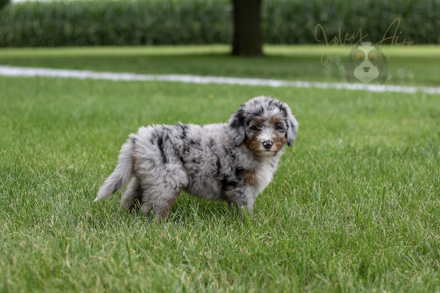 Rachel Bernedoodle Puppy-3.jpg