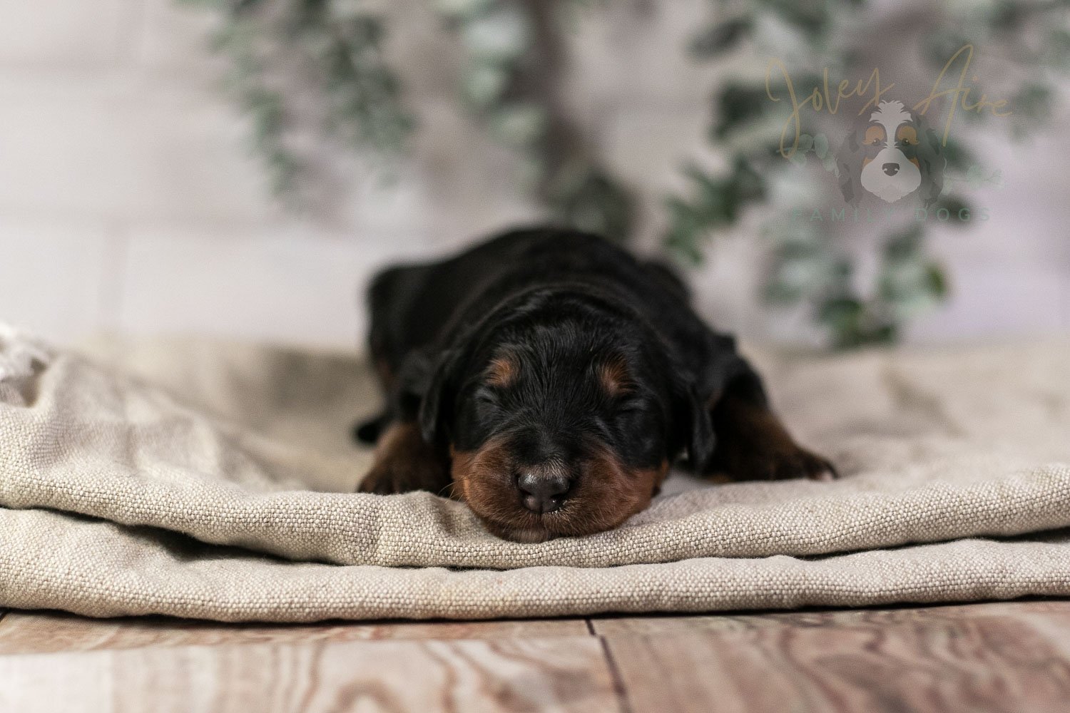 Banjo Bernedoodle Puppy-1.jpg