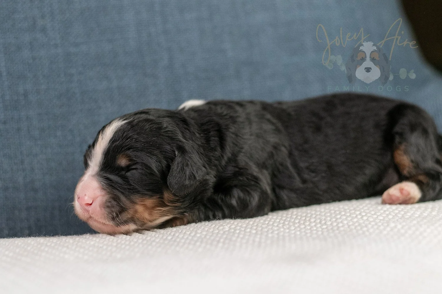 Ashley Bernedoodle Puppy-32.jpg