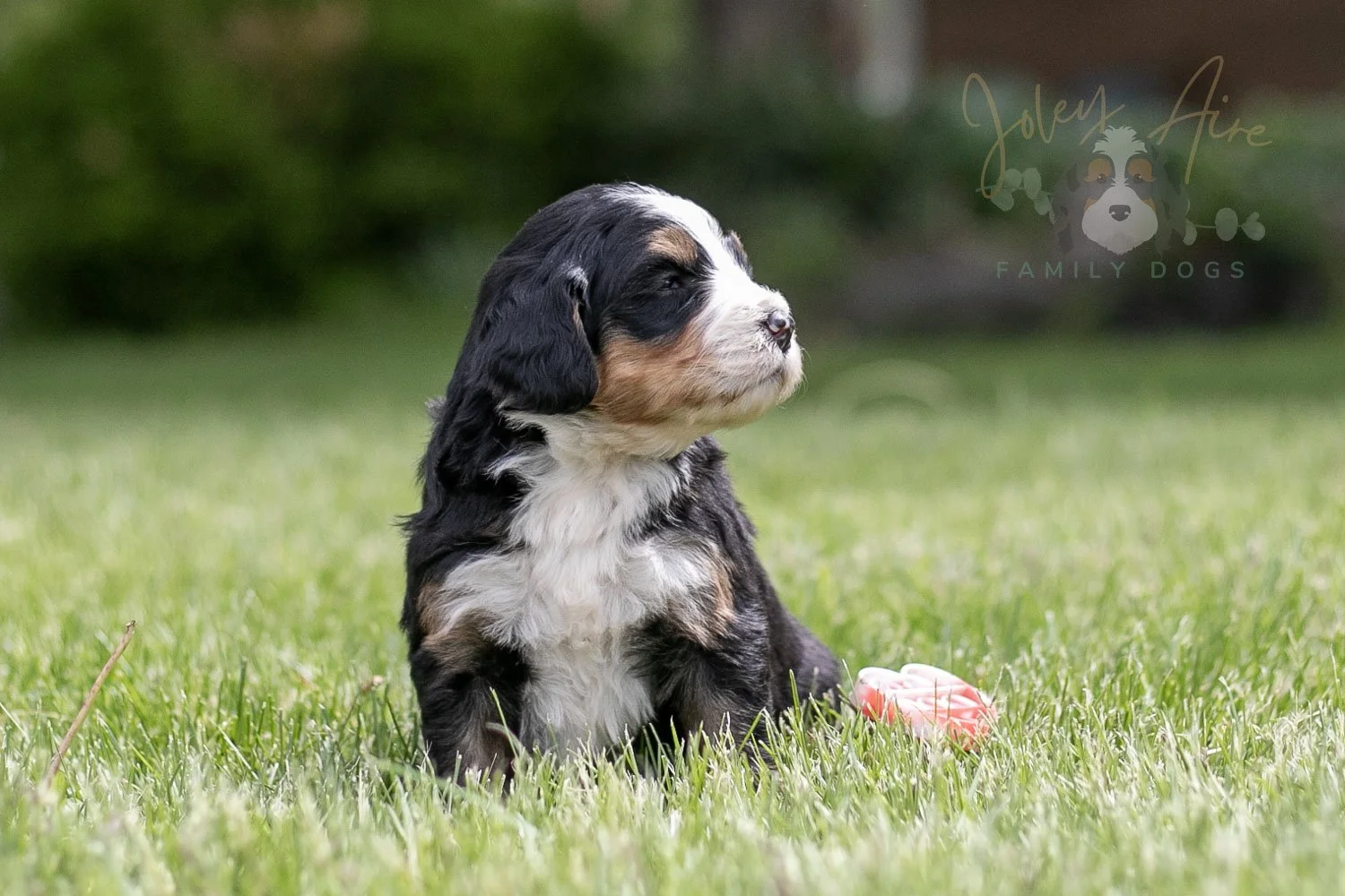Trumpet Bernedoodle Puppy-26.jpg