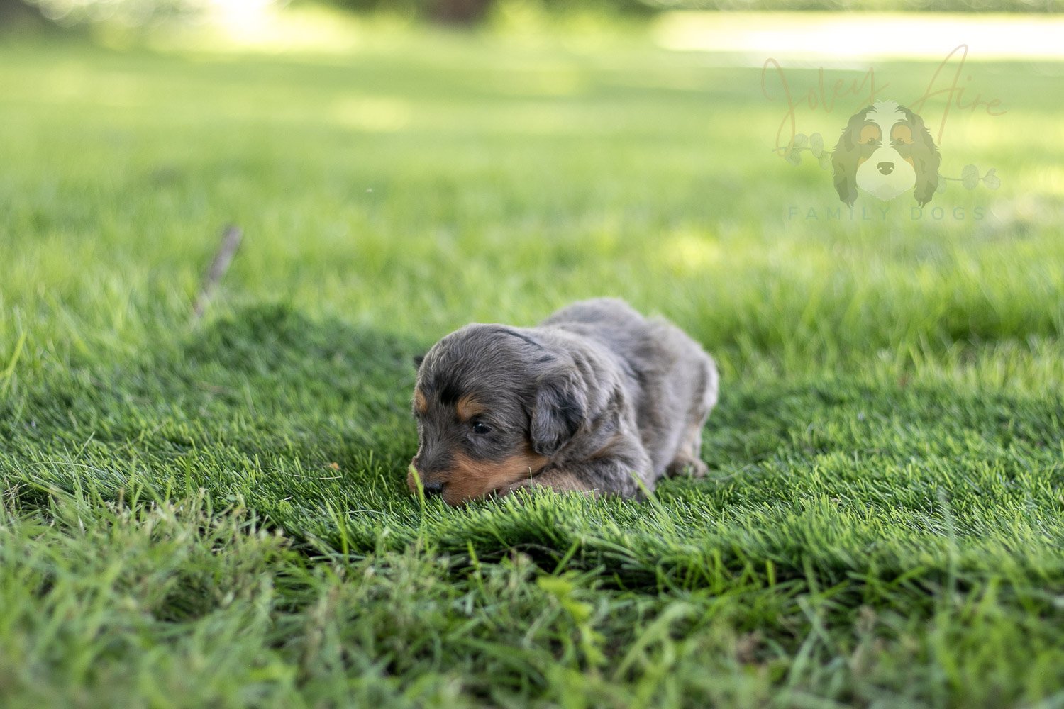 Josie Pye Bernedoodle Puppy-522.jpg