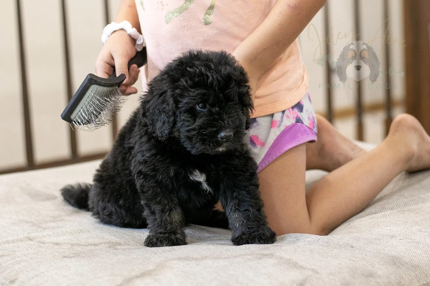 Claude Bernedoodle Puppy-250.jpg