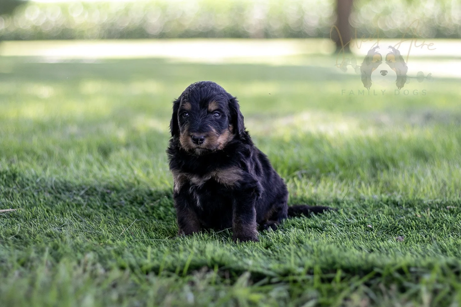 Gilbert Blythe Bernedoodle Puppy-590.jpg