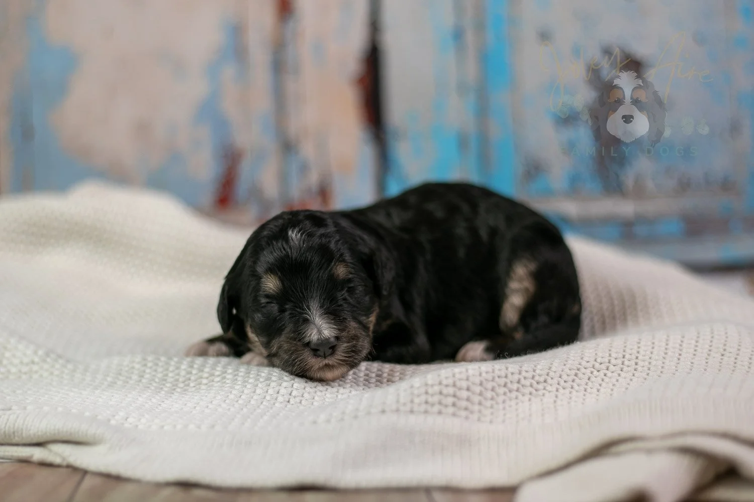 Georgia Bernedoodle Puppy-252.jpg