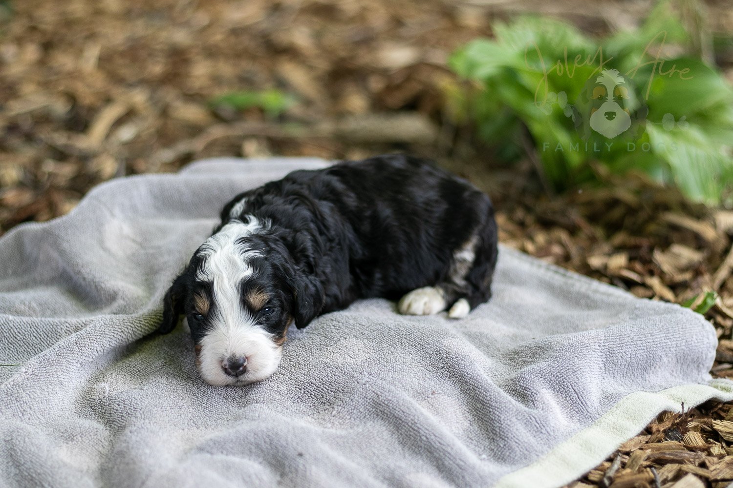 Yellowstone Bernedoodle Puppy-174.jpg