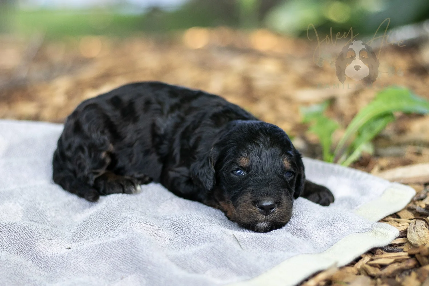Denali Bernedoodle Puppy-100.jpg