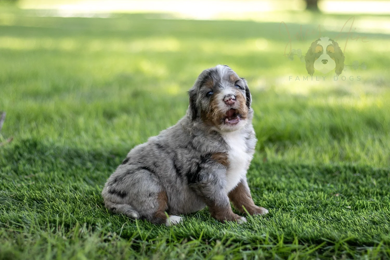 Rachel Lynde Bernedoodle Puppy-557.jpg