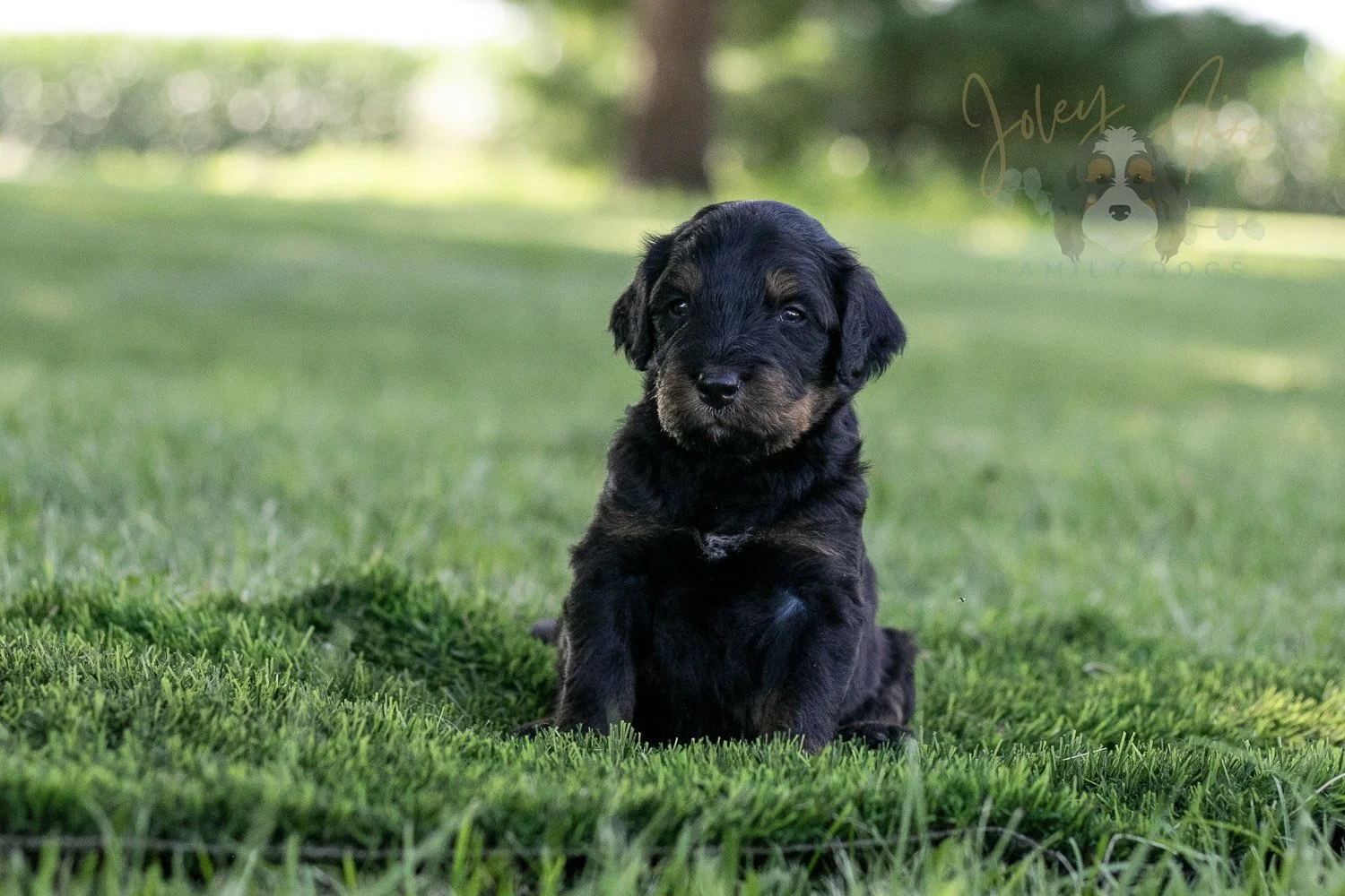 Olympic Bernedoodle Puppy-351.jpg