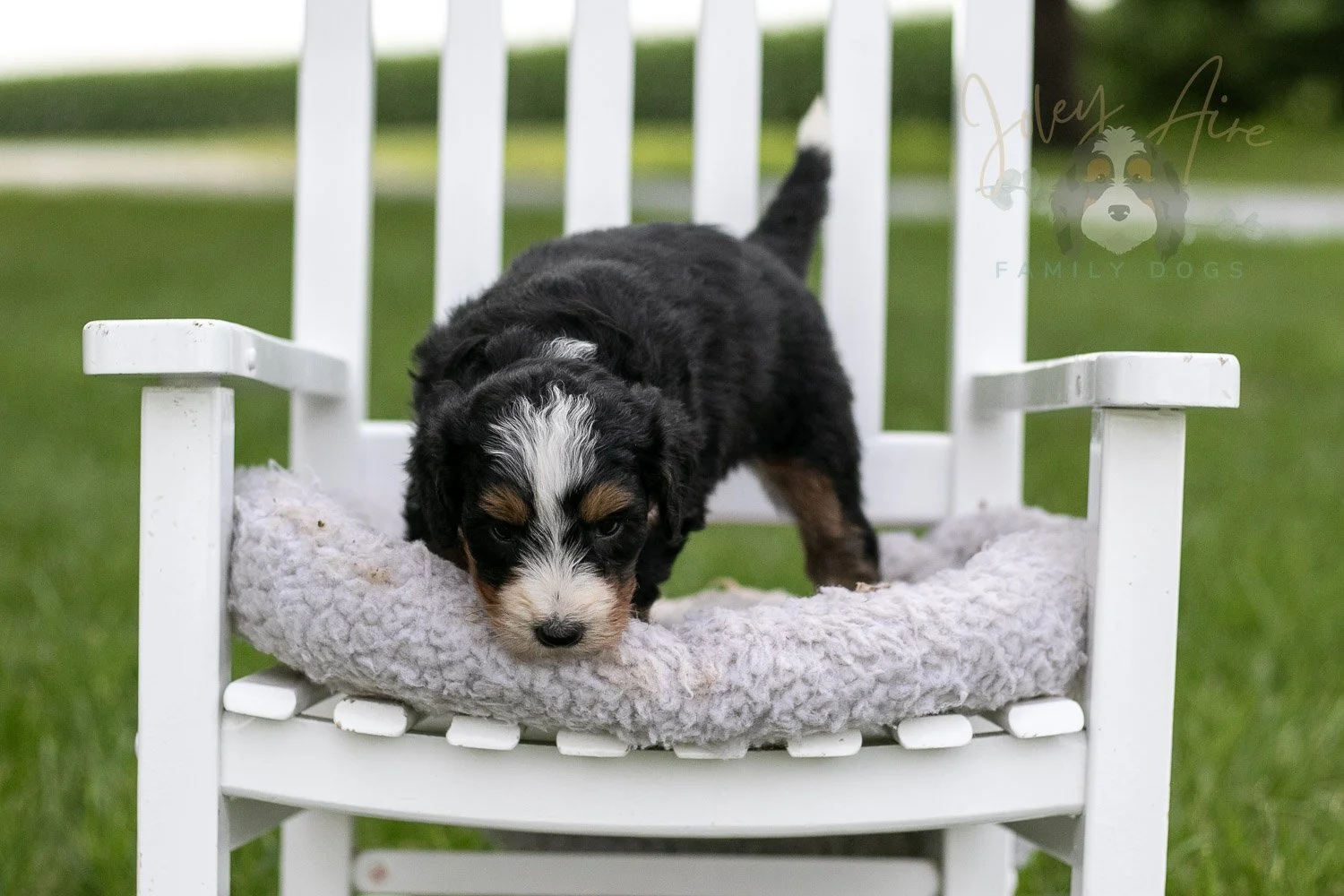 Diana Barry Bernedoodle Puppy-933.jpg