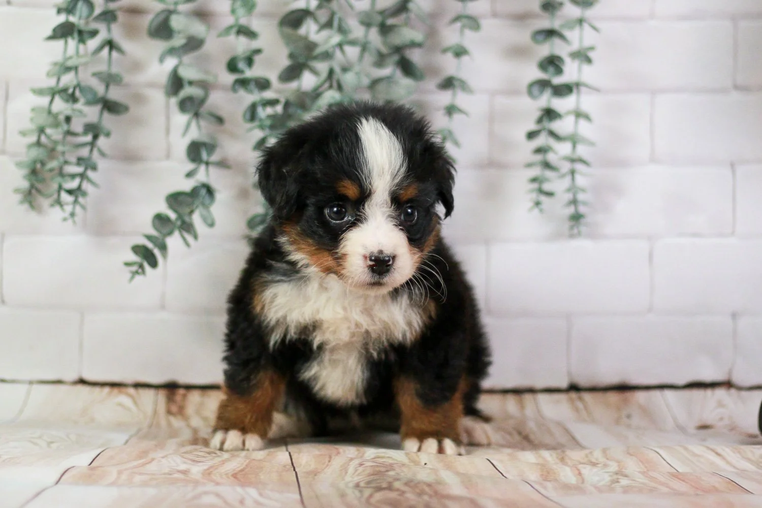 Sugar Bernese Mountain Dog-01.jpg