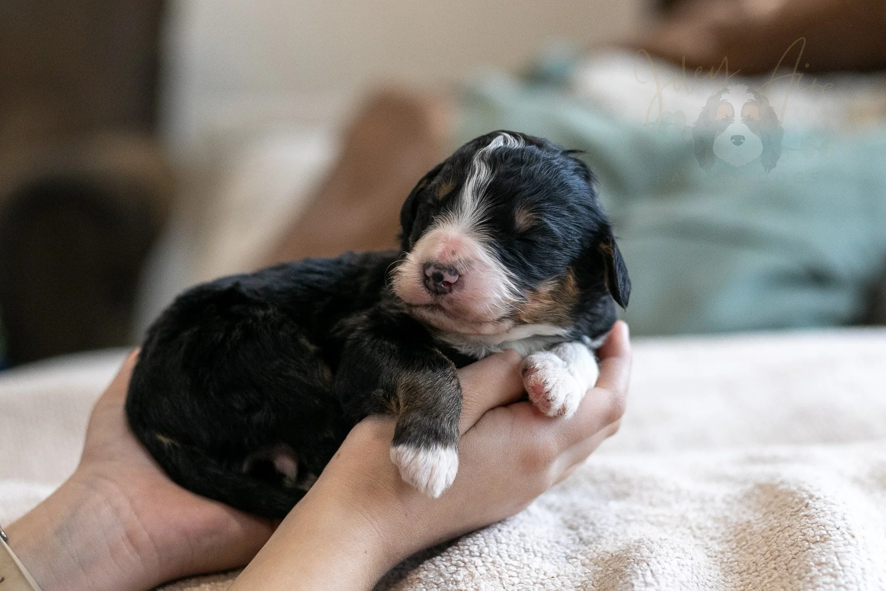 Torch - Tri-color Male Bernedoodle Puppy