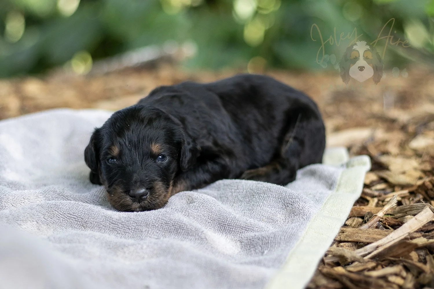 Olympic Bernedoodle Puppy-126.jpg