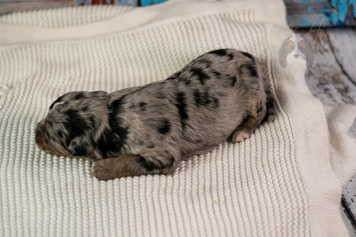 Frida Bernedoodle Puppy-202.jpg
