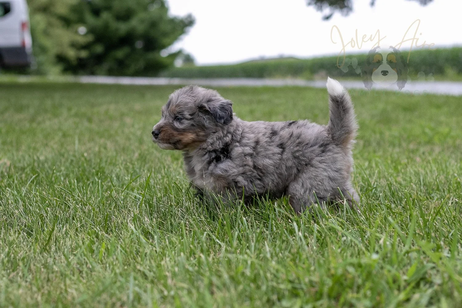 Matthew Cuthbert Bernedoodle Puppy-25.jpg
