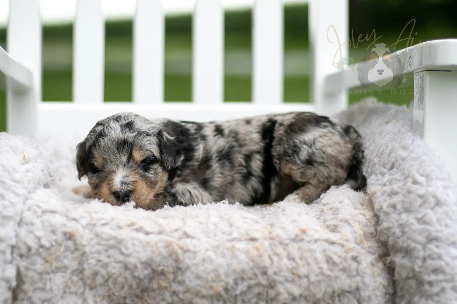 Mary Cassatt Bernedoodle Puppy-670.jpg