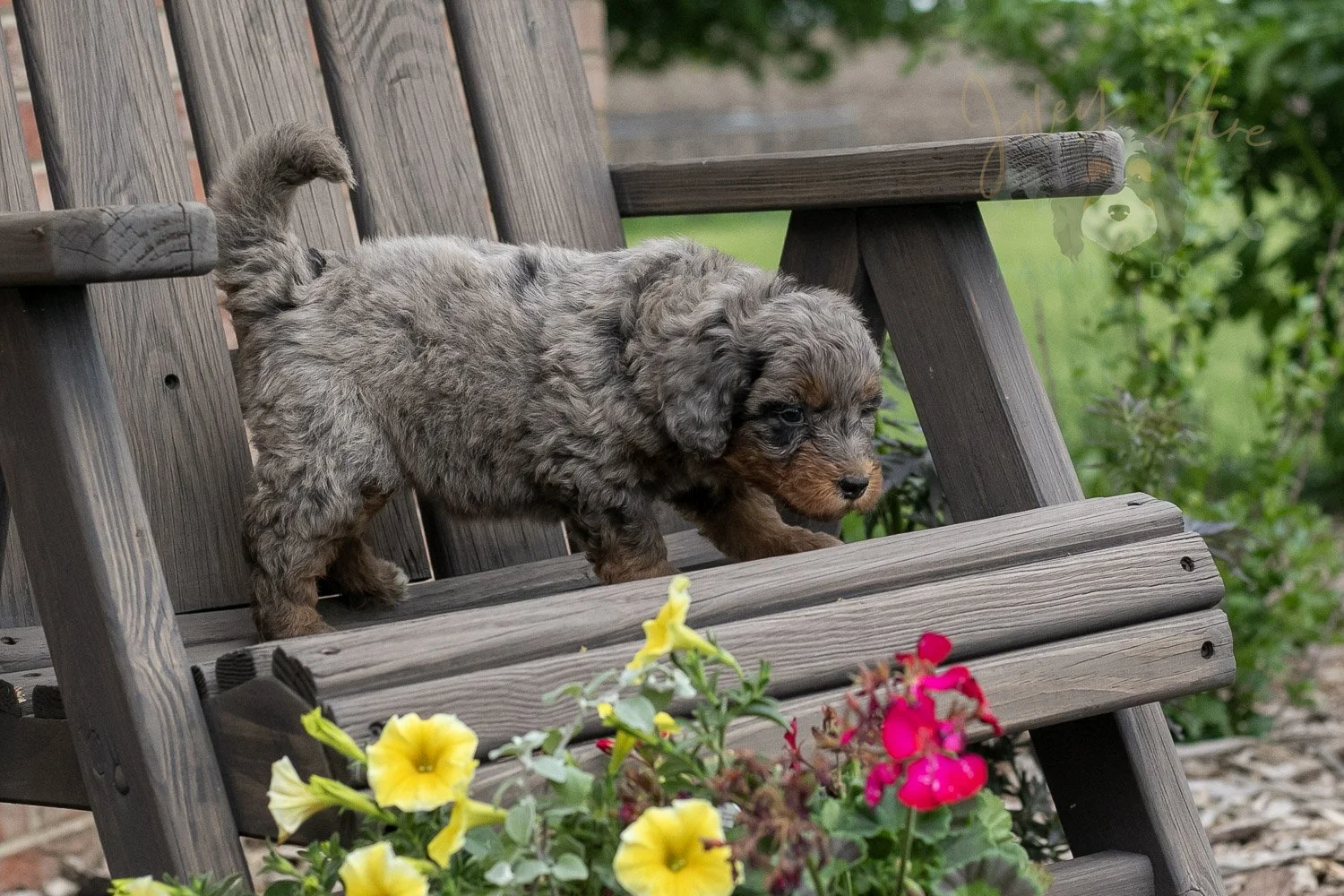 Flute Bernedoodle Puppy-2.jpg