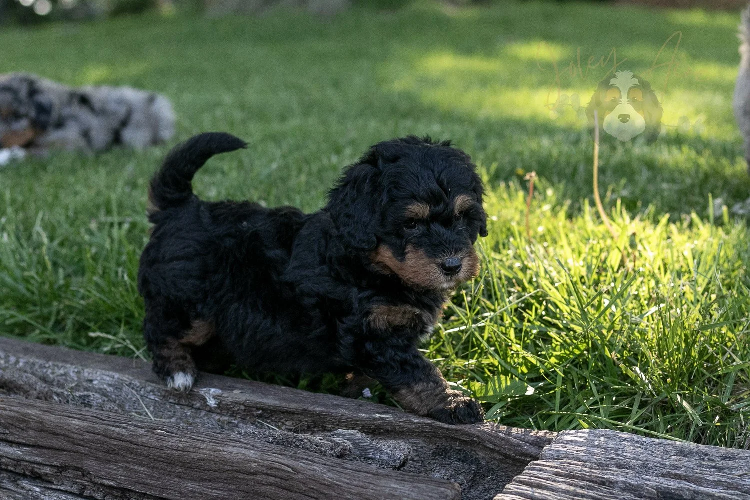 Guitar Bernedoodle Puppy-7.jpg