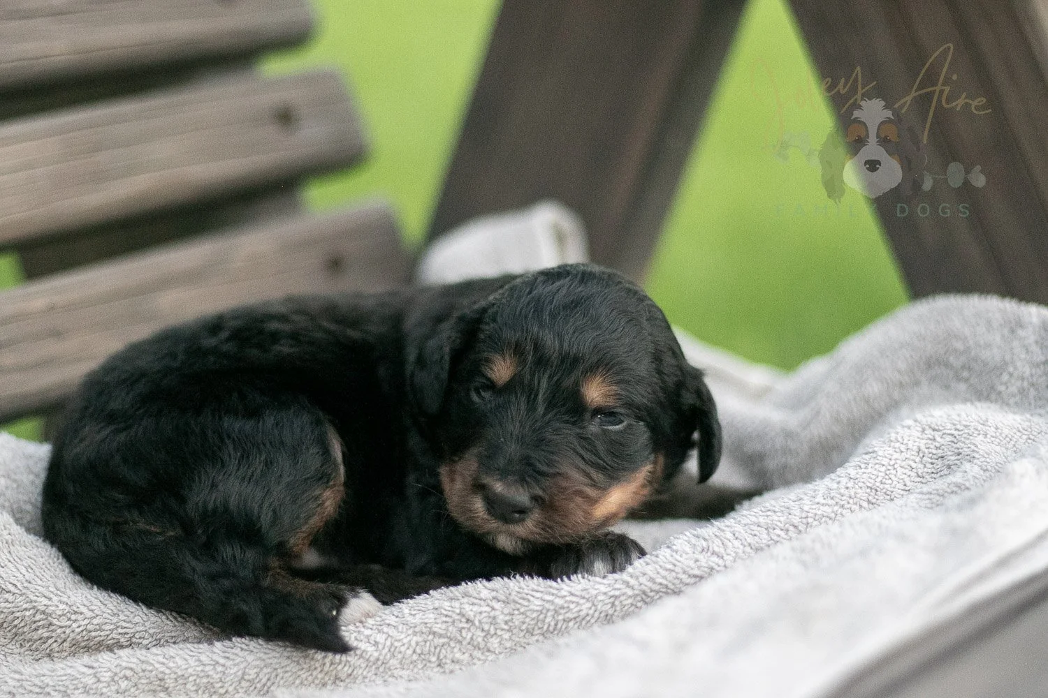 Gilbert Bernedoodle Puppy-70.jpg