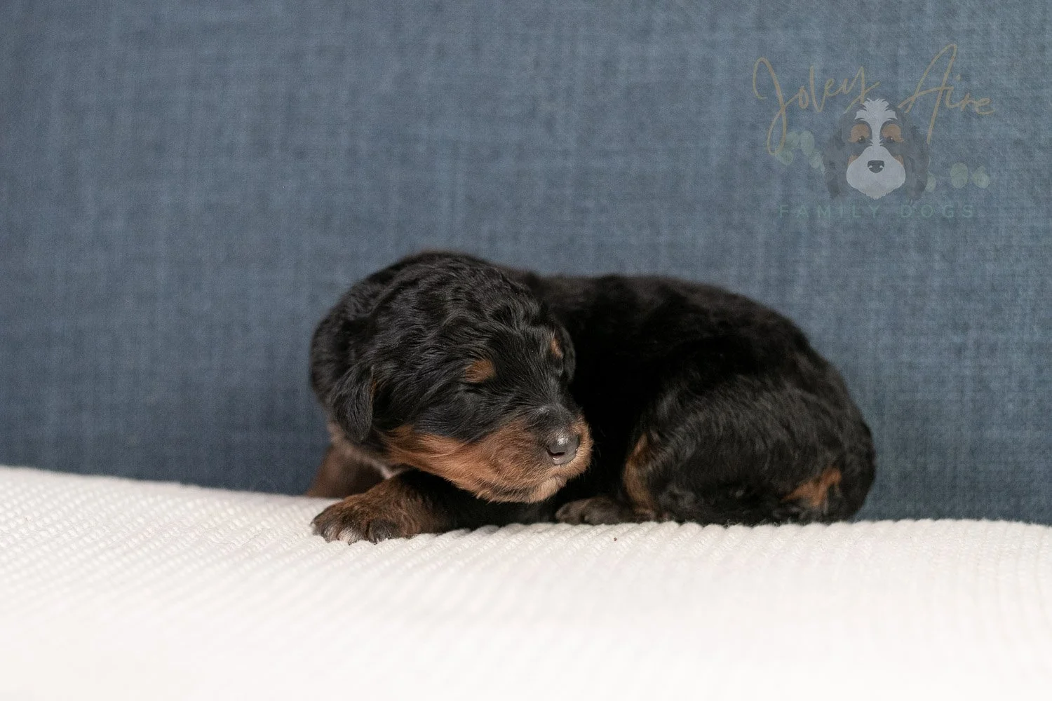 Amber Bernedoodle Puppy-11.jpg