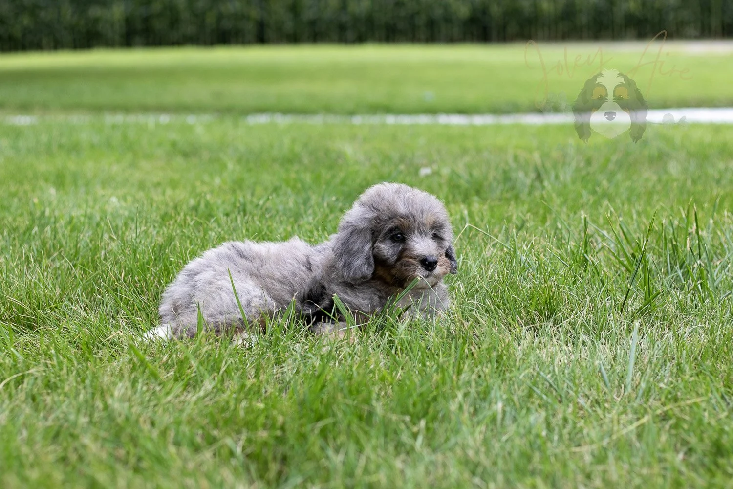 Matthew Bernedoodle Puppy-55.jpg