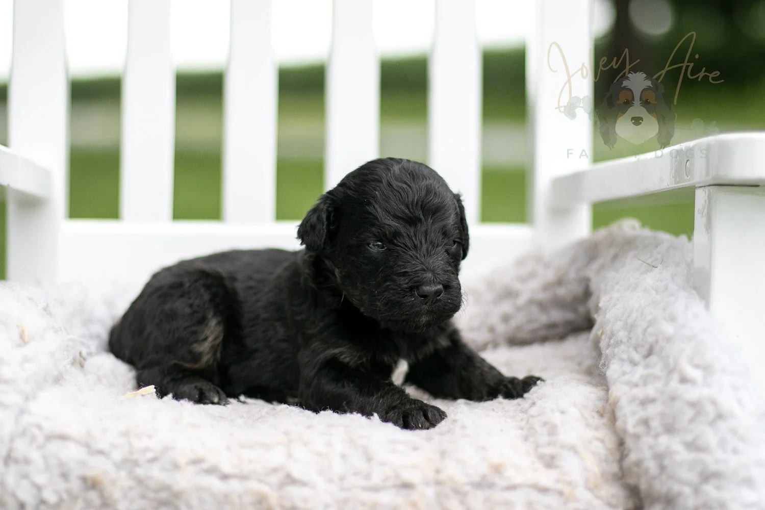 Andy Warhol Bernedoodle Puppy-720.jpg