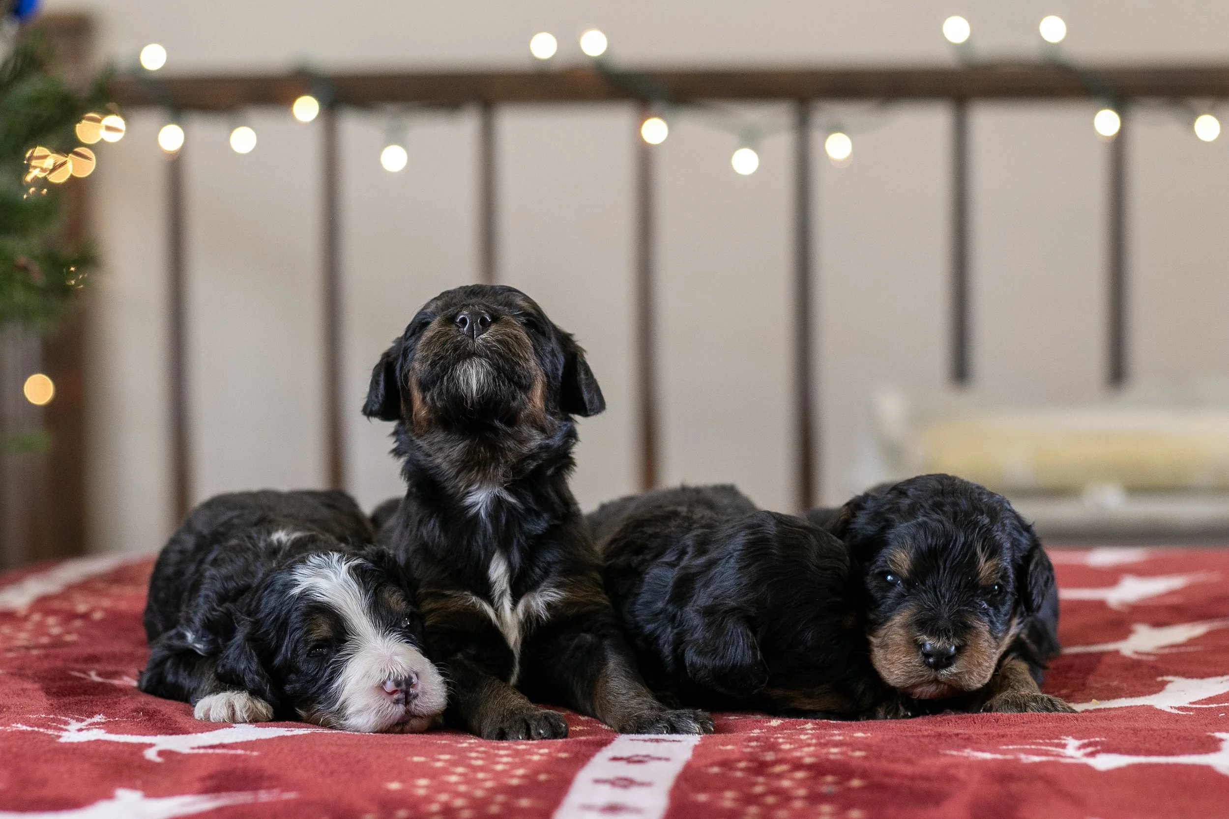 Whole Litter Disney Bernedoodle Puppy-8.jpg