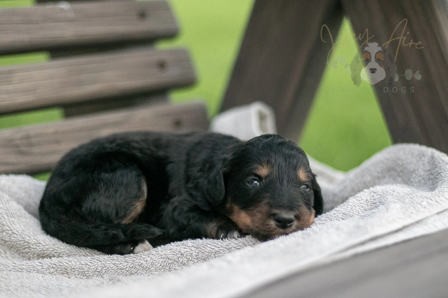 Gilbert Bernedoodle Puppy-69.jpg