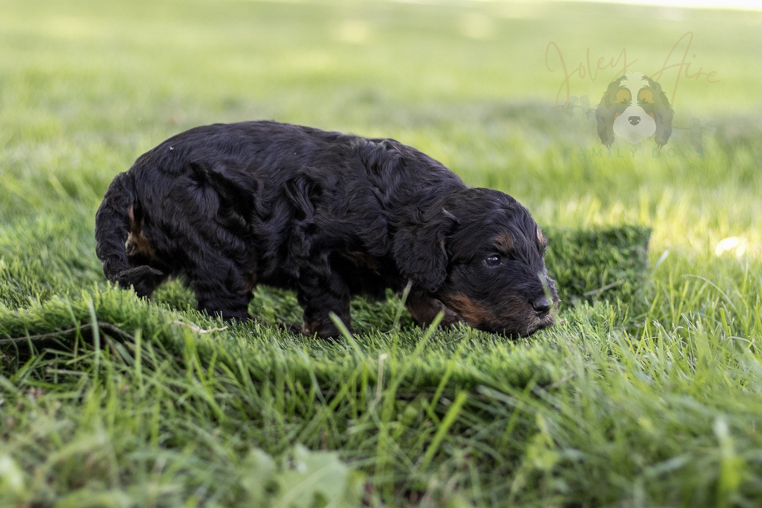 Bryce Bernedoodle Puppy-401.jpg