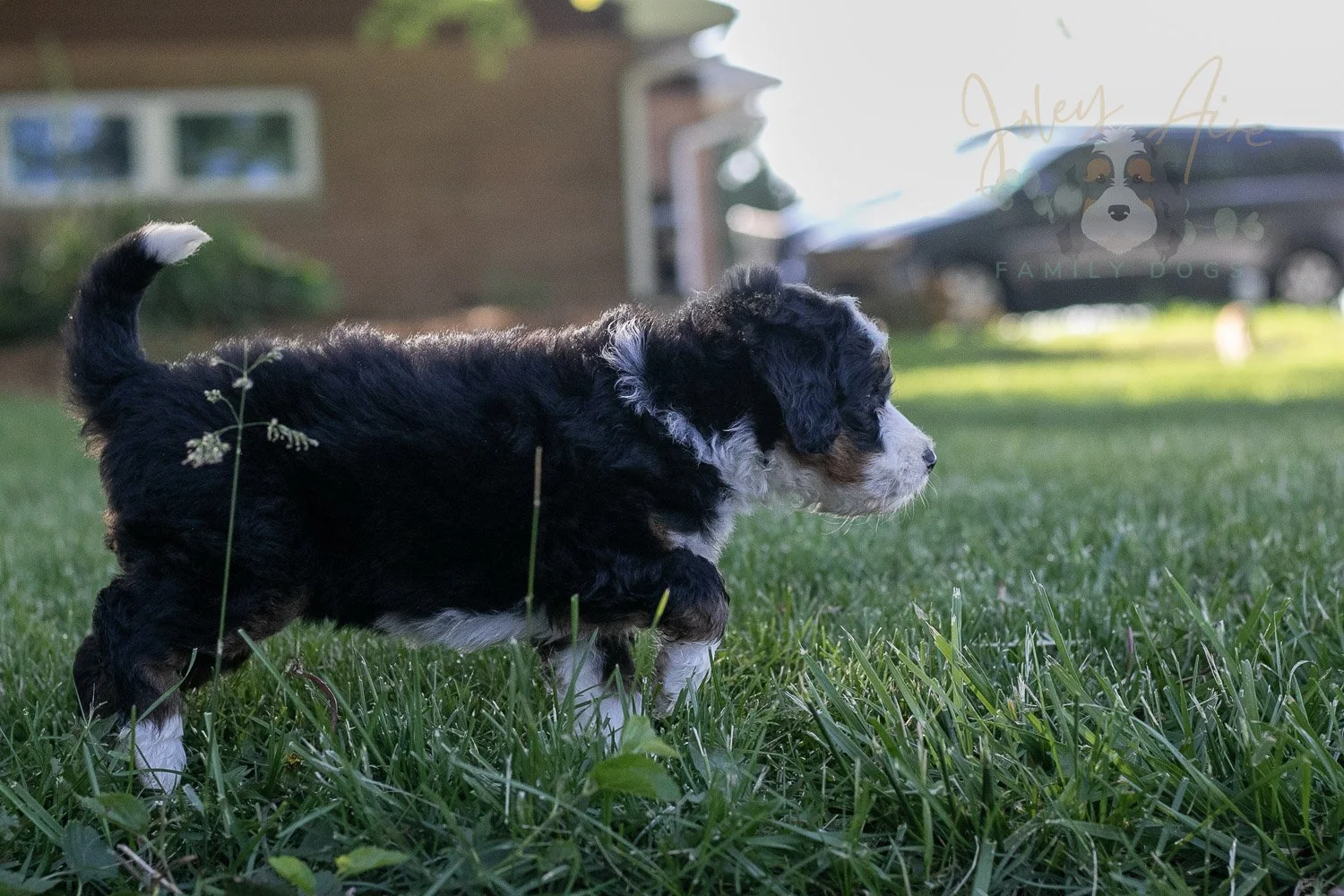 Harmonica Bernedoodle Puppy-14.jpg