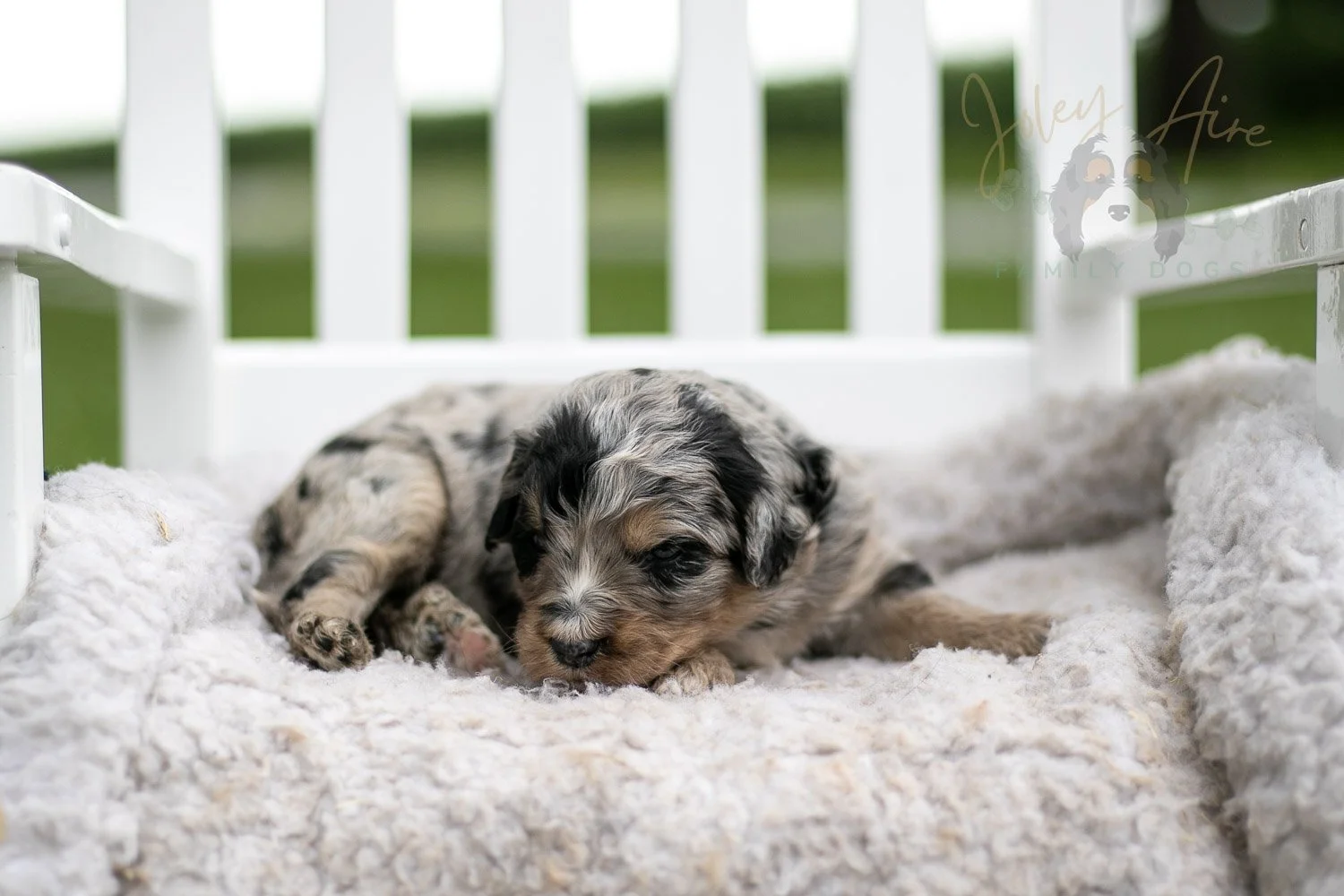Frida Kahlo Bernedoodle Puppy-725.jpg