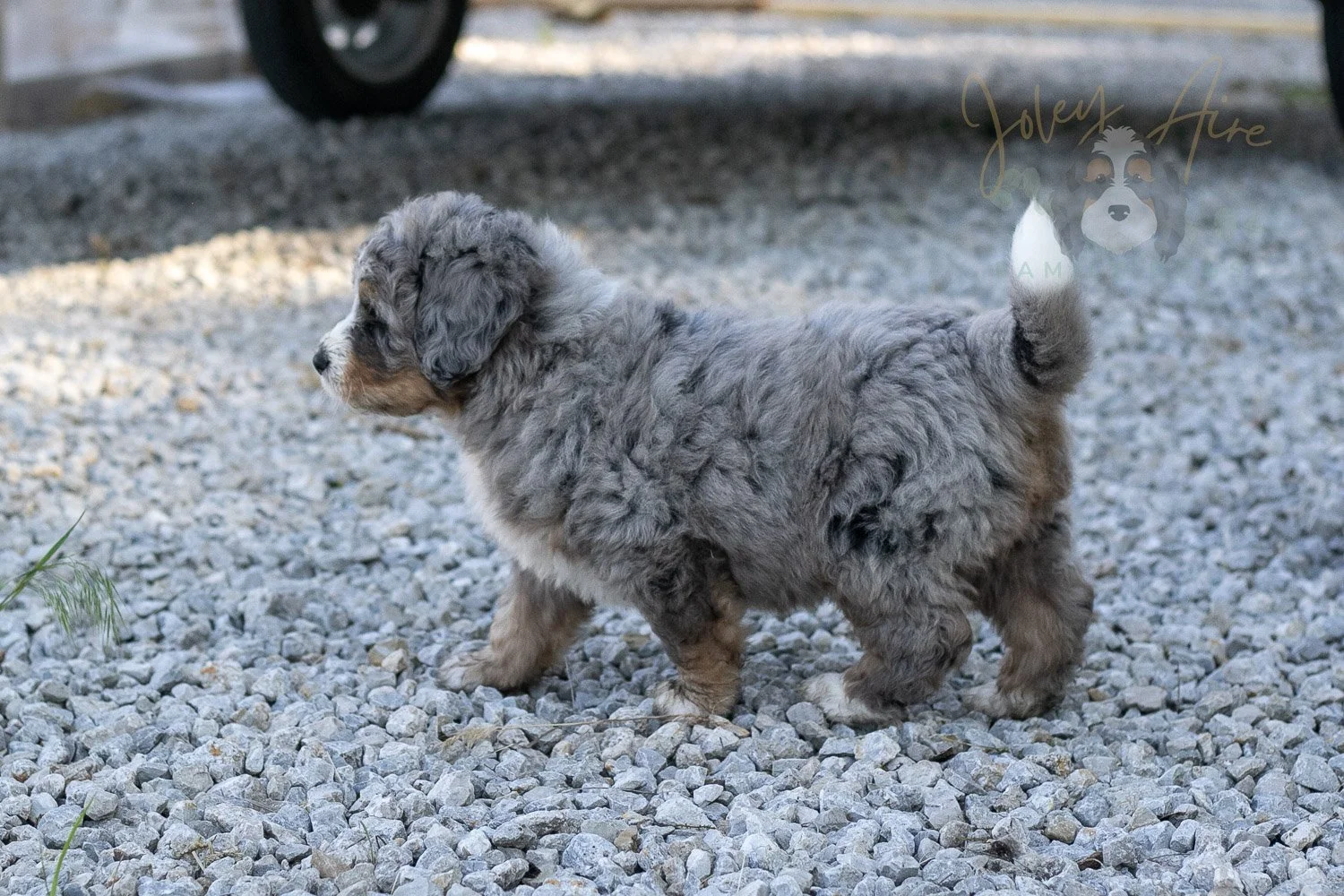 Drum Bernedoodle Puppy-21.jpg