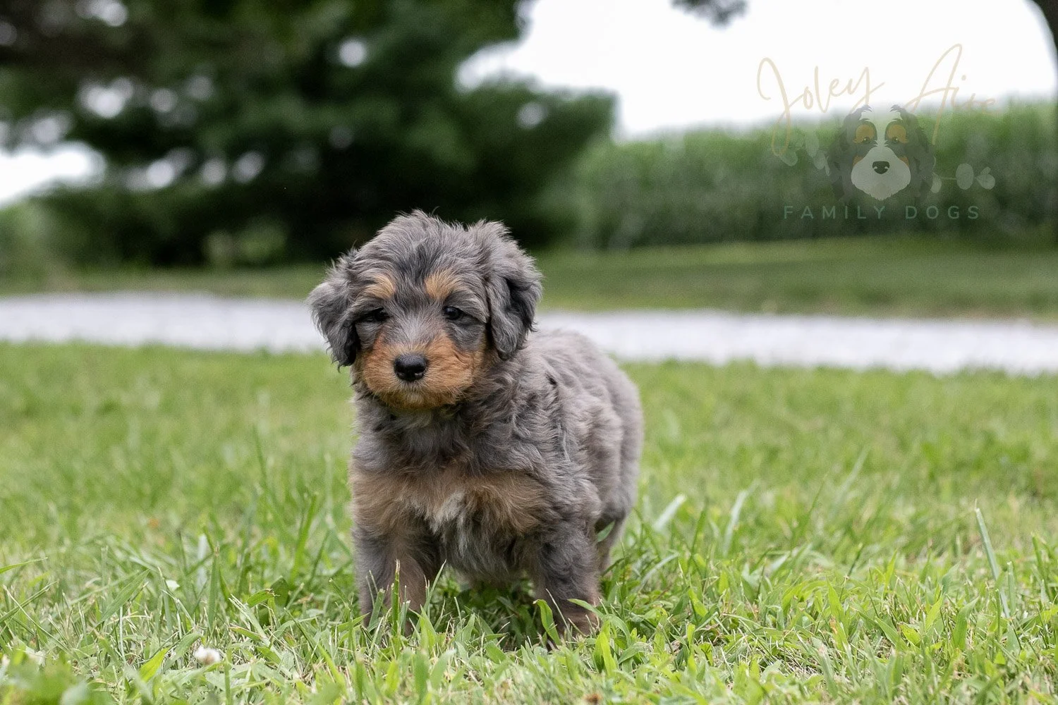 Josie Pye Bernedoodle Puppy-70.jpg