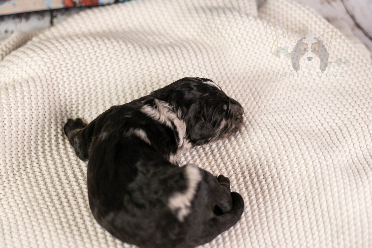 Bob Ross Bernedoodle Puppy-133.jpg