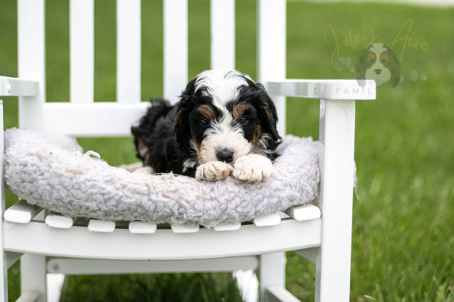 Yellowstone Bernedoodle Puppy-782.jpg