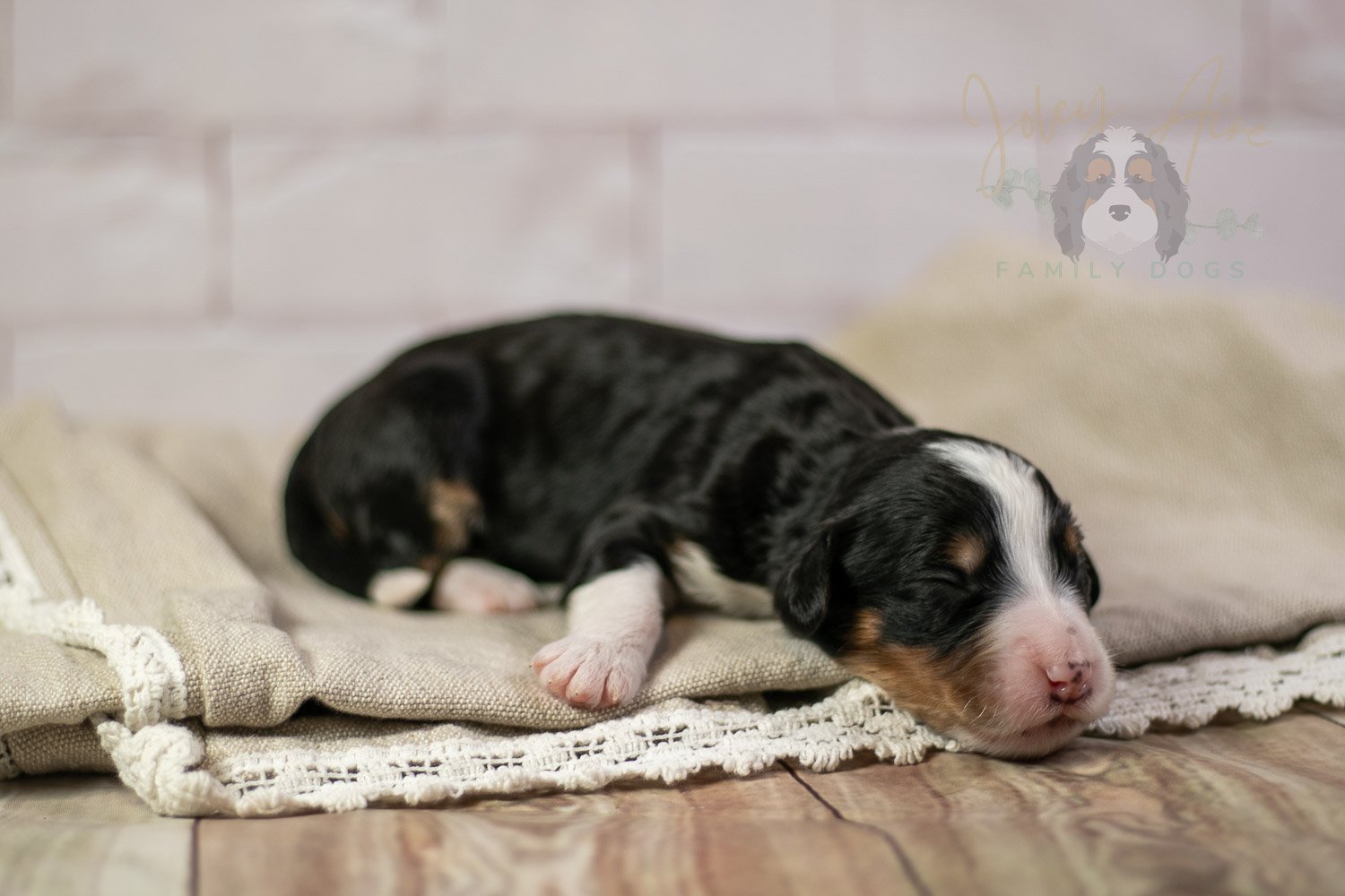 Zion Bernedoodle Puppy-124.jpg