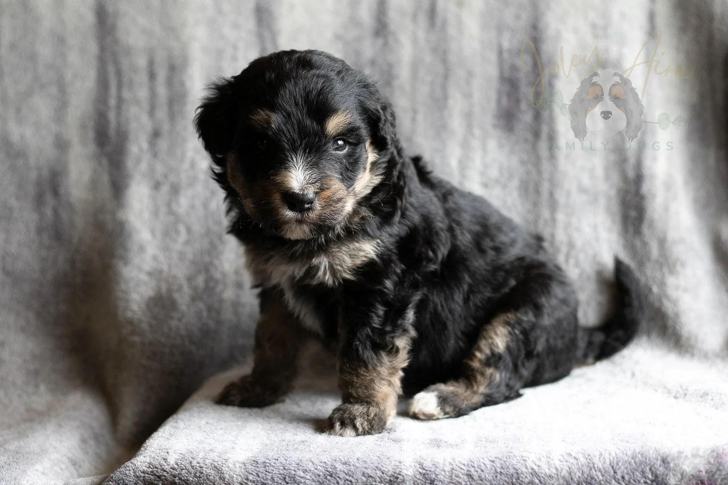 Da Vinci Bernedoodle Puppy-162.jpg