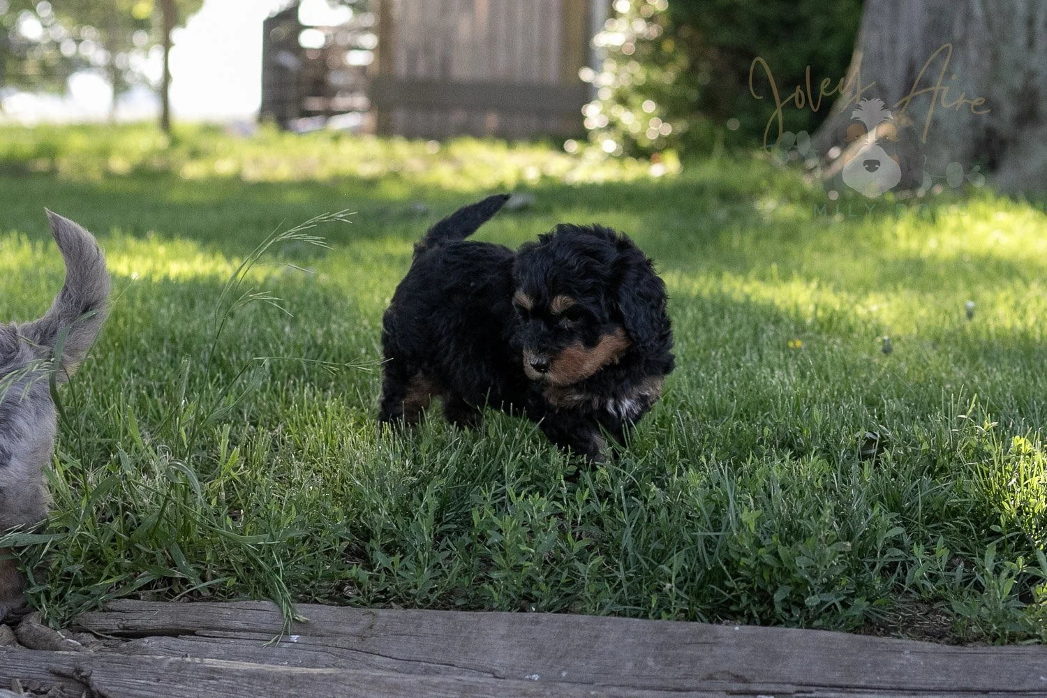 Guitar Bernedoodle Puppy-21.jpg