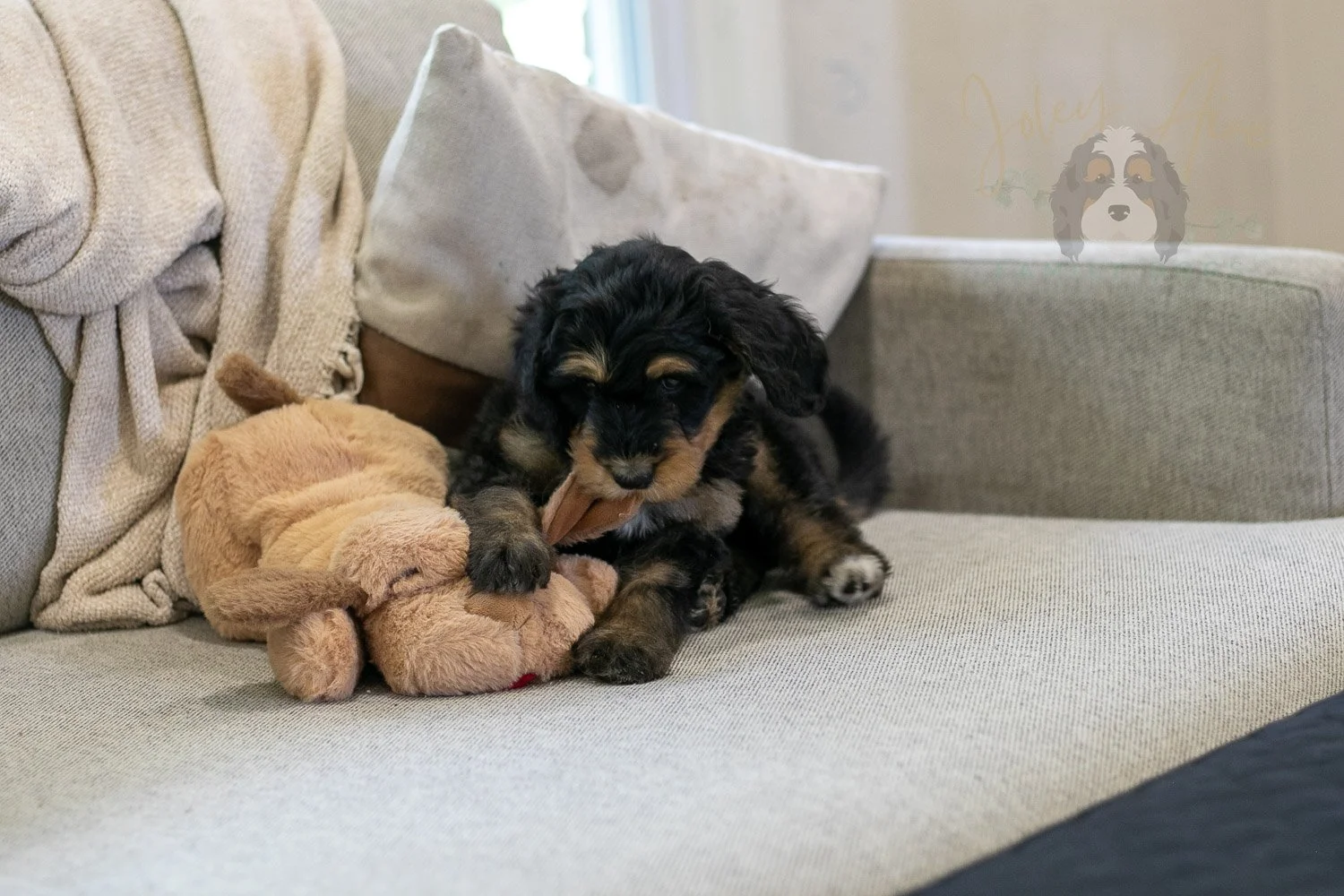 Mini Mae Bernedoodle Puppy-357.jpg