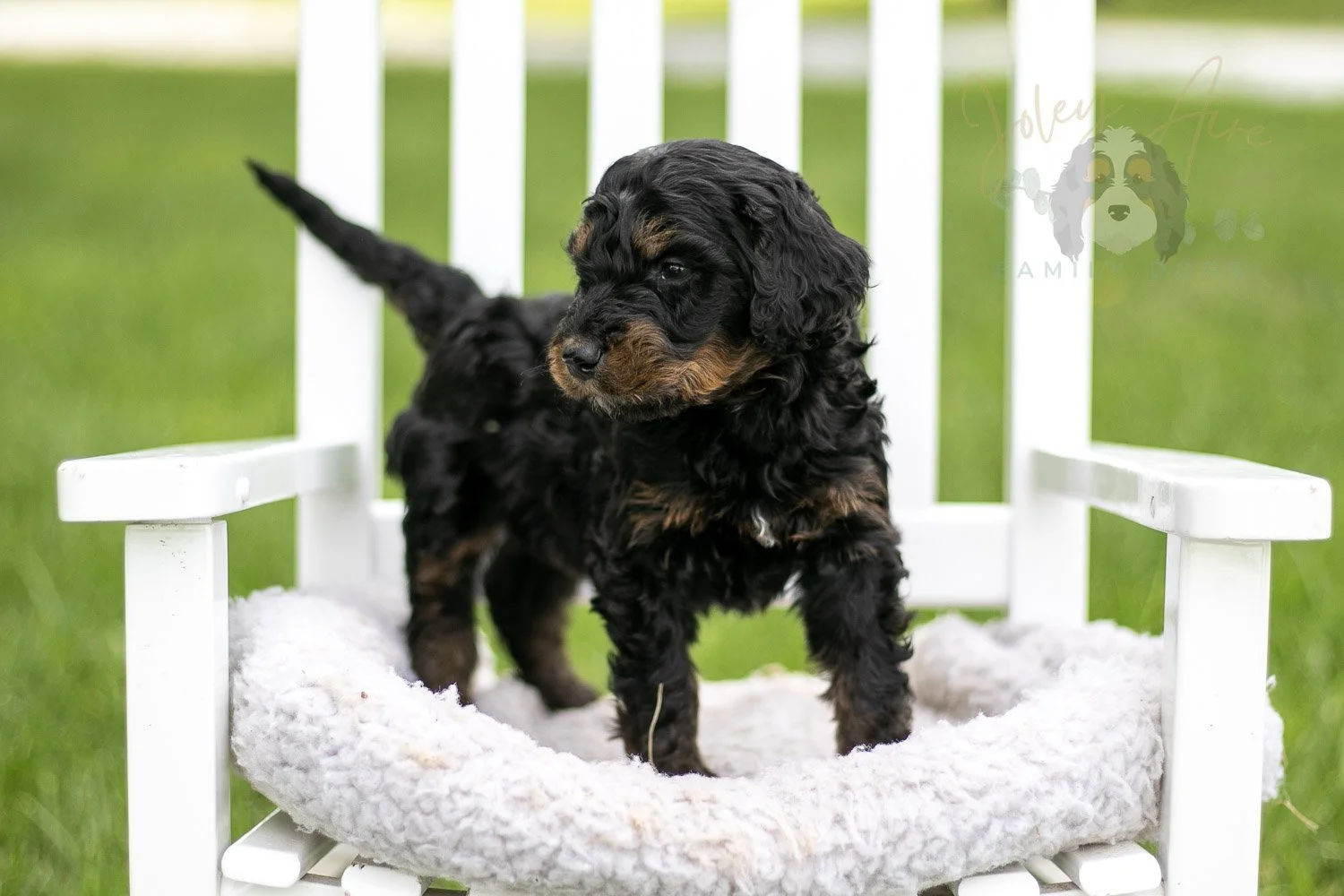 Bryce Bernedoodle Puppy-805.jpg