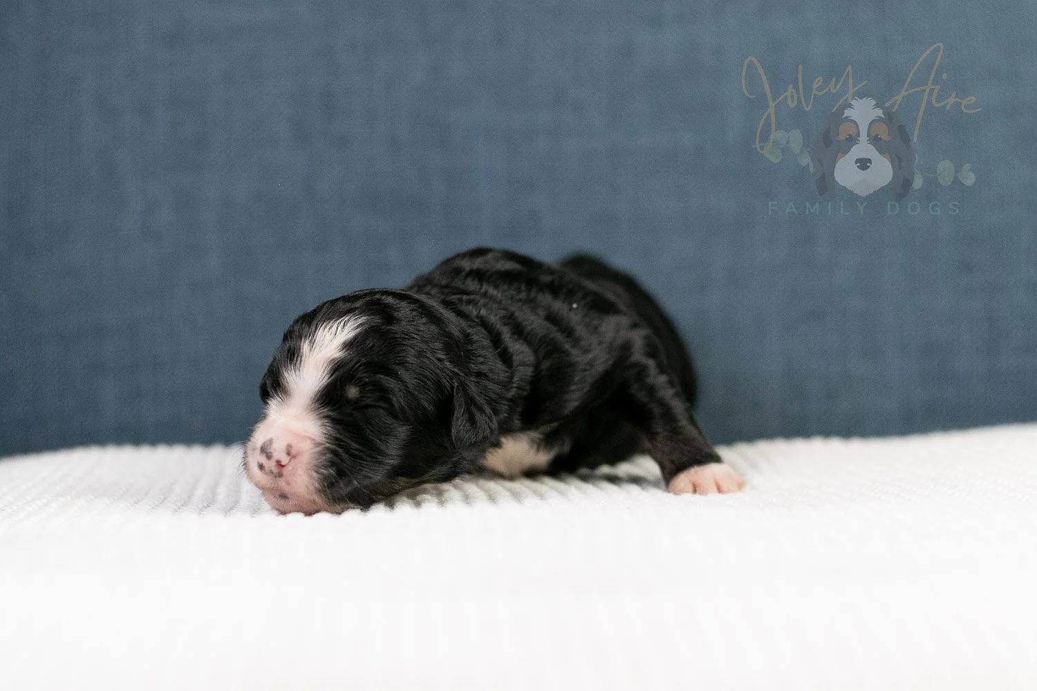 April Bernedoodle Puppy-08.jpg