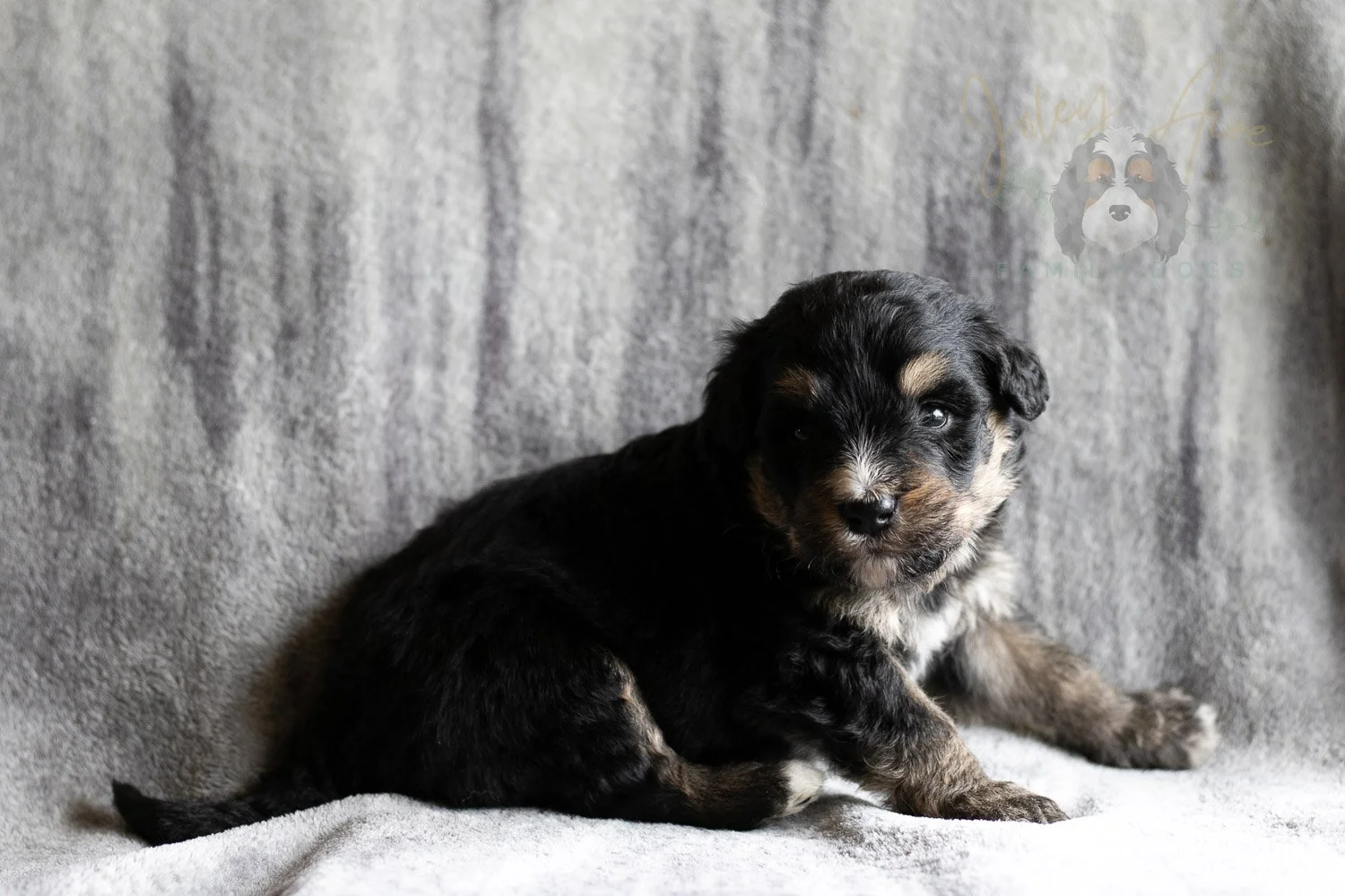 Da Vinci Bernedoodle Puppy-153.jpg