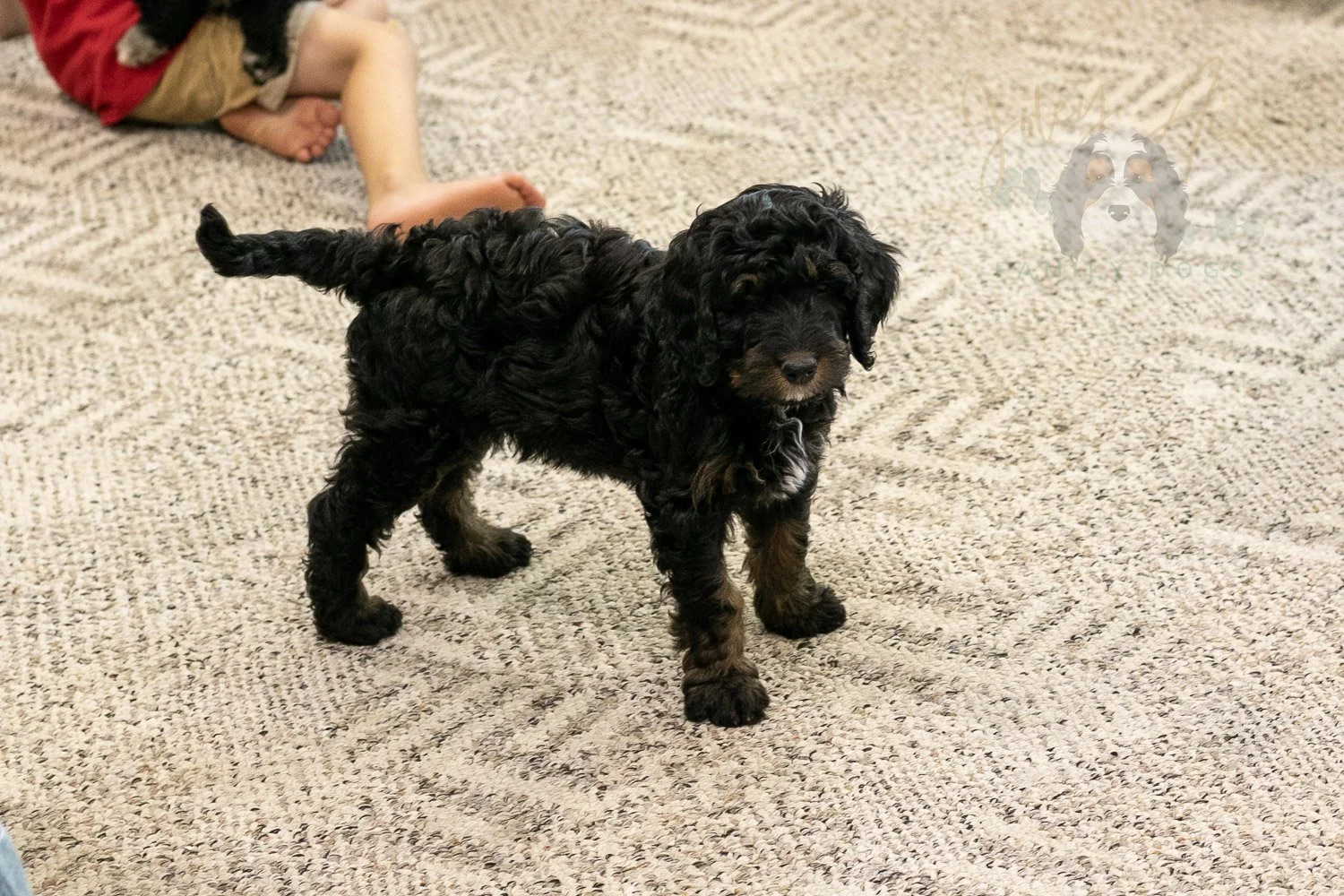 Denali Bernedoodle Puppy-566.jpg