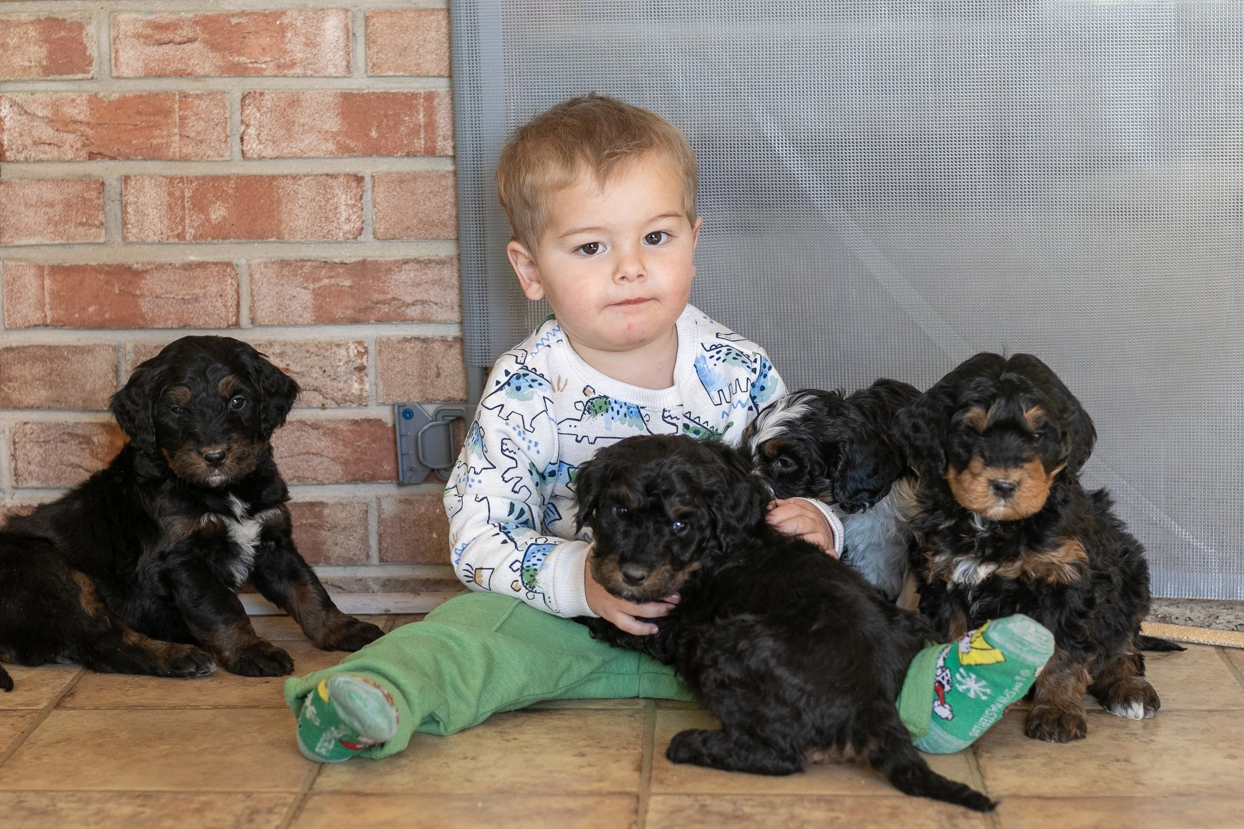 Whole Litter Disney Princess Litter-03.jpg