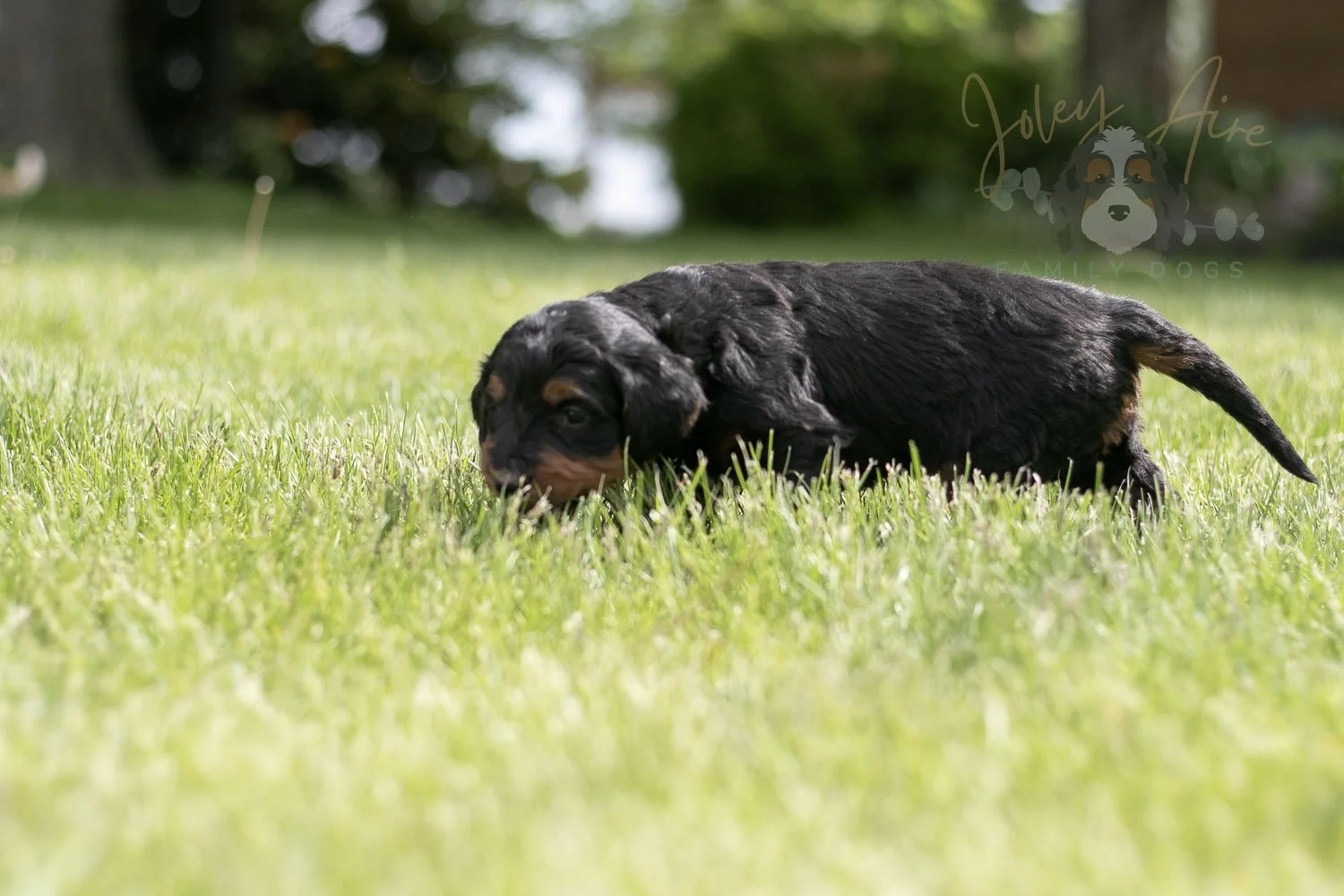 Banjo Bernedoodle Puppy-40.jpg