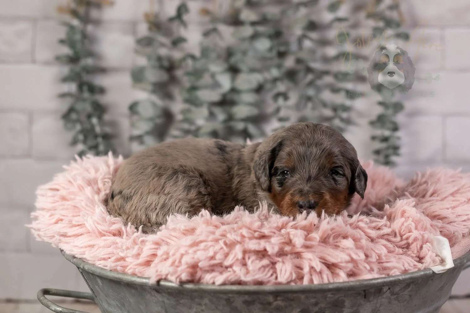 Flute Bernedoodle Puppy-24.jpg