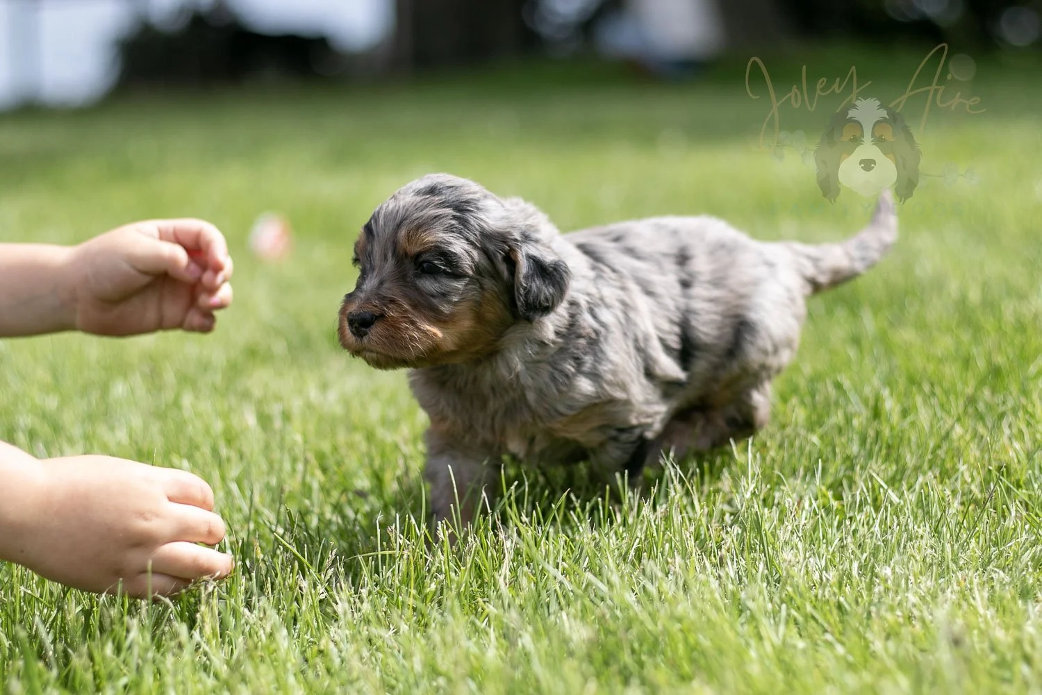 Ukelele Bernedoodle Puppy-25.jpg