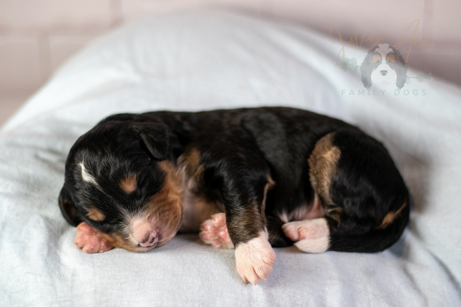 Walter Shirley Bernedoodle Puppy-93.jpg