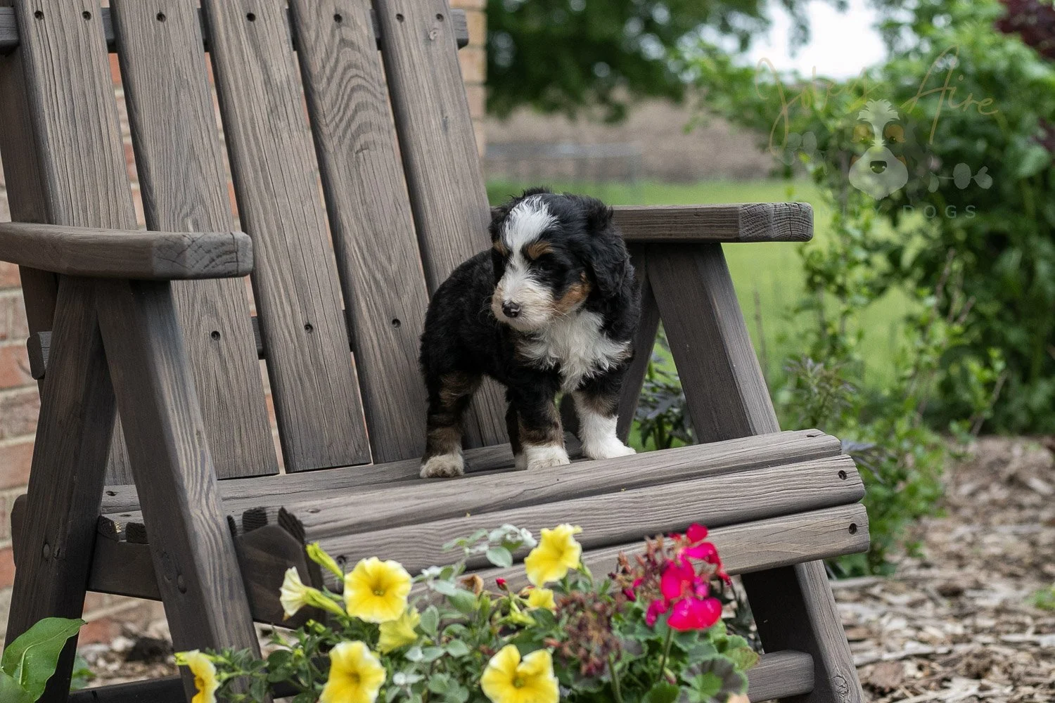 Harmonica Bernedoodle Puppy-1.jpg