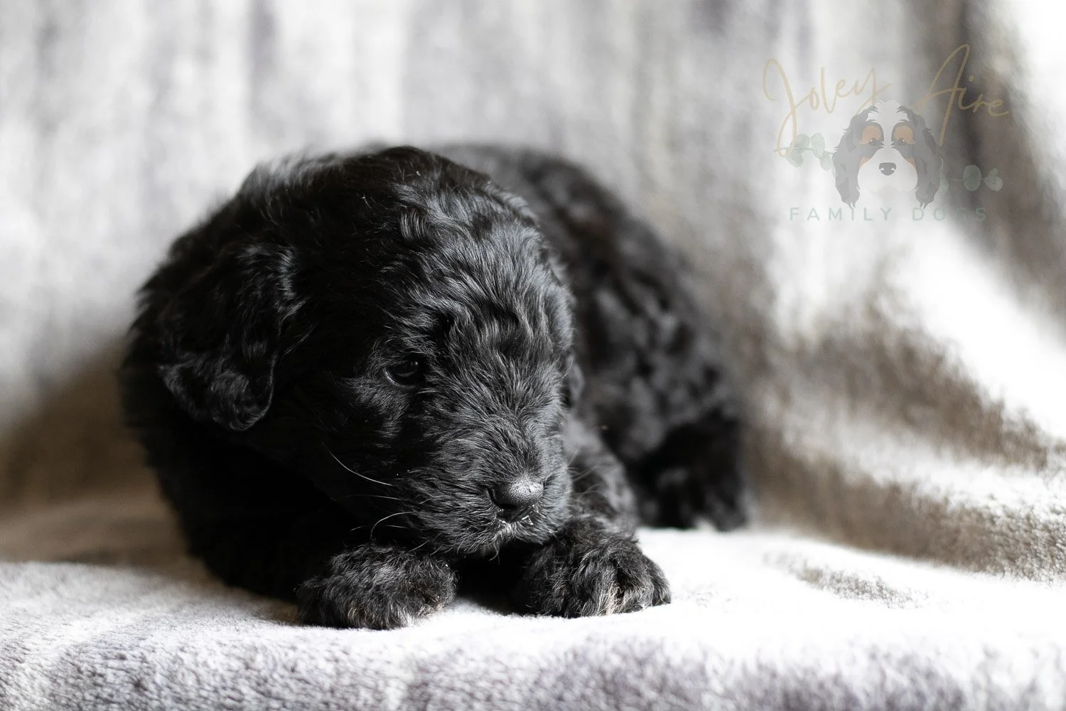 Claude Monet Bernedoodle Puppy-192.jpg