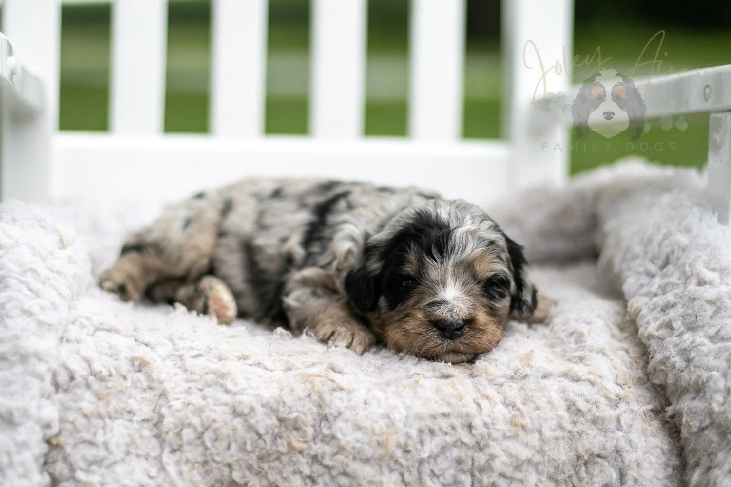 Frida Kahlo Bernedoodle Puppy-731.jpg